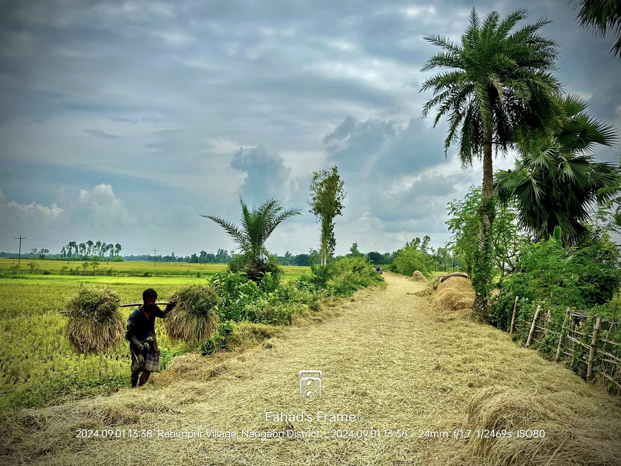 A person carrying bundles of harvested grain along a dirt path next to palm trees.