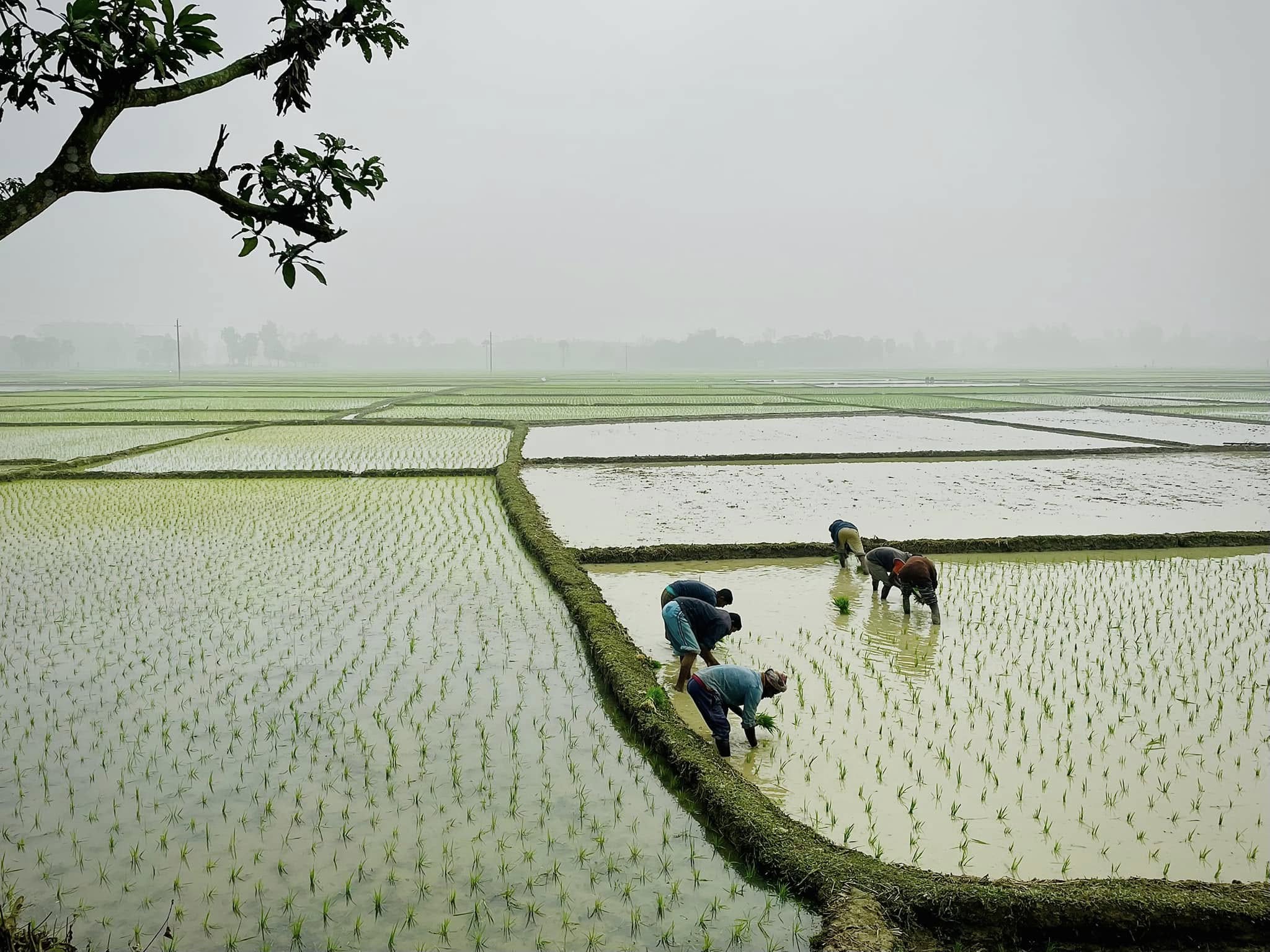 Workers planting rice seedlings in a foggy, water-filled paddy field.